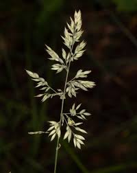 Attēlu rezultāti vaicājumam “Holcus lanatus”