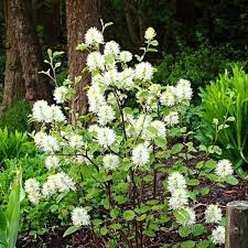 Attēlu rezultāti vaicājumam “Fothergilla major”