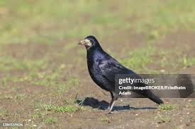 Attēlu rezultāti vaicājumam “Corvus frugilegus adult”