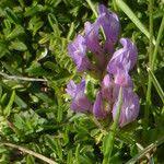 Attēlu rezultāti vaicājumam “Astragalus danicus leaf”