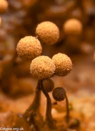 Attēlu rezultāti vaicājumam “Cribraria tenella spores”