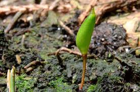 Attēlu rezultāti vaicājumam “Buxbaumia viridis”