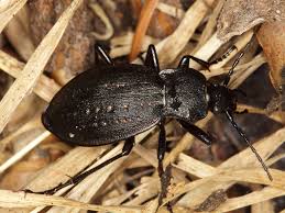 Attēlu rezultāti vaicājumam “Carabus hortensis”