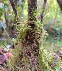Attēlu rezultāti vaicājumam “Pseudoscleropodium purum”