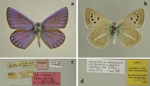 Attēlu rezultāti vaicājumam “Agrodiaetus damon underside”