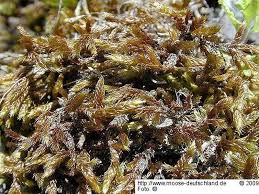 Attēlu rezultāti vaicājumam “Hypnum cupressiforme var. lacunosum”