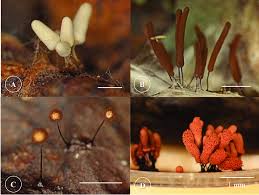 Attēlu rezultāti vaicājumam “Arcyria cinerea”