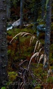 Attēlu rezultāti vaicājumam “Cinna latifolia”