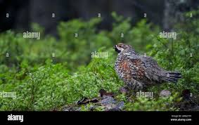 Attēlu rezultāti vaicājumam “Bonasa bonasia eggs”