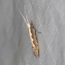 Attēlu rezultāti vaicājumam “Plutella xylostella”