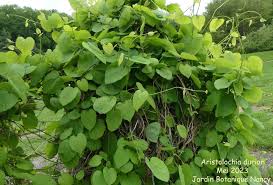 Attēlu rezultāti vaicājumam “Aristolochia durior”