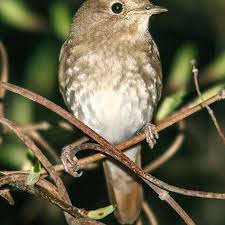 Image result for Luscinia luscinia