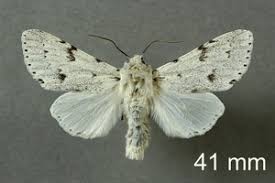 Attēlu rezultāti vaicājumam “Acronicta leporina”