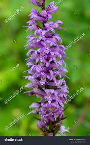 Attēlu rezultāti vaicājumam “Dactylorhiza majalis subsp. baltica”