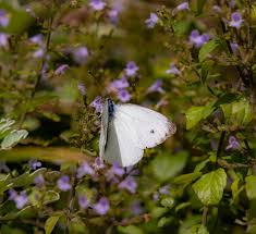 Attēlu rezultāti vaicājumam “Pieris napi male”