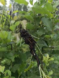 Attēlu rezultāti vaicājumam “Nymphalis pupa”