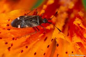 Attēlu rezultāti vaicājumam “Closterotomus biclavatus”