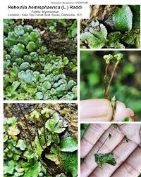 Attēlu rezultāti vaicājumam “Reboulia hemisphaerica”