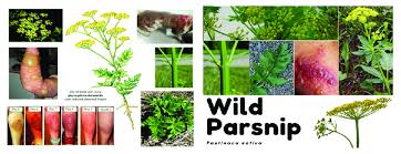 Attēlu rezultāti vaicājumam “Pastinaca sativa”