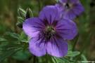 WILD GERANIUM