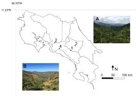 Attēlu rezultāti vaicājumam “Diachea muscorum plasmodium”