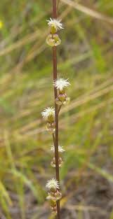 Attēlu rezultāti vaicājumam “Triglochin palustre fruit”
