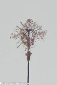 Attēlu rezultāti vaicājumam “Paradiacheopsis rigida stalked”