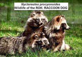 Attēlu rezultāti vaicājumam “Nyctereutes procyonoides”