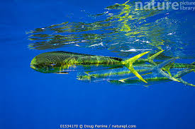 Image result for Coryphaena hippurus