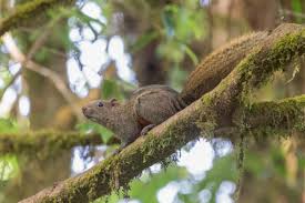 Attēlu rezultāti vaicājumam “Psithyrus sylvestris”