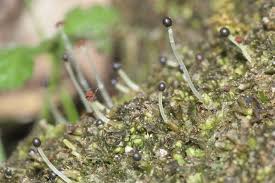 Attēlu rezultāti vaicājumam “Leiocolea collaris”