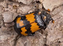 Attēlu rezultāti vaicājumam “Nicrophorus investigator”