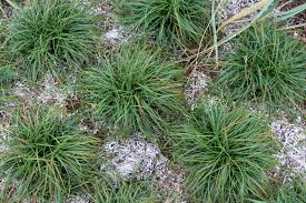 Attēlu rezultāti vaicājumam “Carex caryophyllea flower”