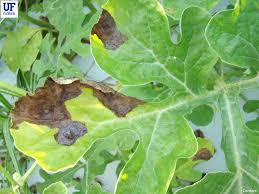 Attēlu rezultāti vaicājumam “Diderma umbilicatum stalked”