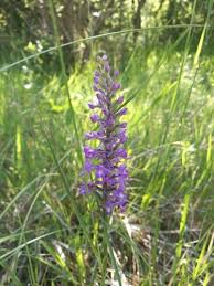 Attēlu rezultāti vaicājumam “Gymnadenia conopsea fruit”