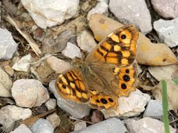 Attēlu rezultāti vaicājumam “Pararge aegeria upperside”