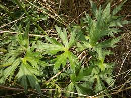 Attēlu rezultāti vaicājumam “Ranunculus acris leaf”