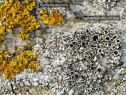 Attēlu rezultāti vaicājumam “Xanthoria parietina”