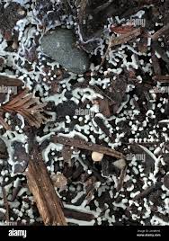 Attēlu rezultāti vaicājumam “Ceratiomyxaceae”