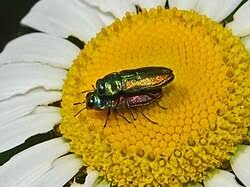 Attēlu rezultāti vaicājumam “Buprestidae”