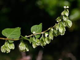 Attēlu rezultāti vaicājumam “Fallopia dumetorum leaf”
