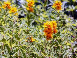 Attēlu rezultāti vaicājumam “Primulaceae”