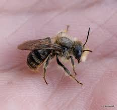 Attēlu rezultāti vaicājumam “Osmia bicolor”