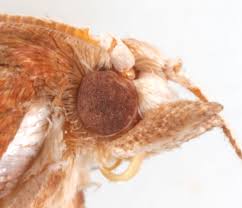 Attēlu rezultāti vaicājumam “Pandemis cinnamomeana”