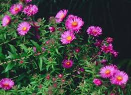 Image result for Aster novae-angliae
