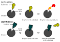 <b>Enzyme</b> - Wikipedia, the free