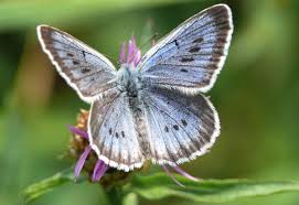 Attēlu rezultāti vaicājumam “Maculinea teleius”