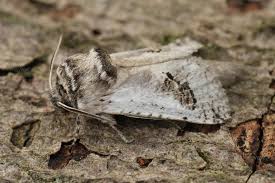 Attēlu rezultāti vaicājumam “Cossidae”