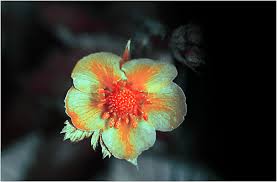 Attēlu rezultāti vaicājumam “Fragaria viridis flower”