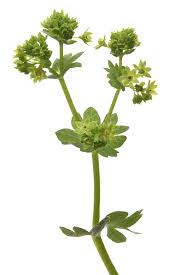 Attēlu rezultāti vaicājumam “Alchemilla subcrenata  flower”